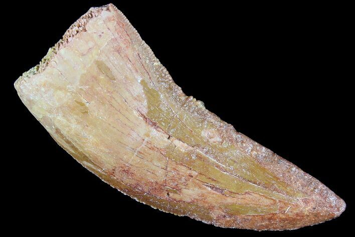 Bargain, Juvenile Carcharodontosaurus Tooth #84447